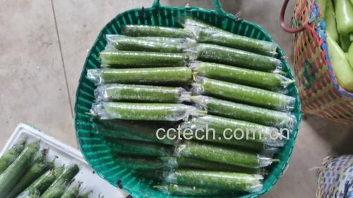 丝瓜横截面展示,清晰显示果肉与外皮之间的结构差异,强调丝瓜皮的厚度和质地 丝瓜切开剖面图