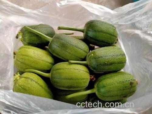 新鲜采摘的绿色丝瓜,表皮光滑完整,呈现出自然生长状态 丝瓜整体展示图
