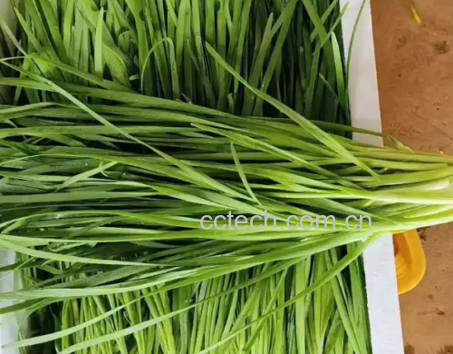 一盘家常炒韭菜,色泽鲜绿,搭配鸡蛋或豆腐 韭菜菜肴示意图