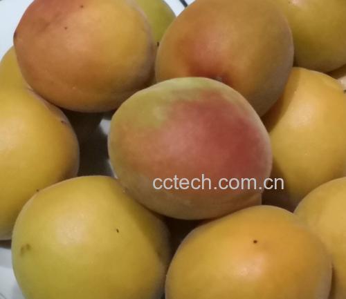 一颗成熟的新鲜杏果实,表面带有绒毛,果肉呈橙黄色 新鲜杏果特写