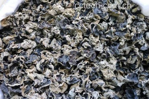 新鲜采摘的黑木耳实物图,展示其自然生长状态与质地 黑木耳实物图