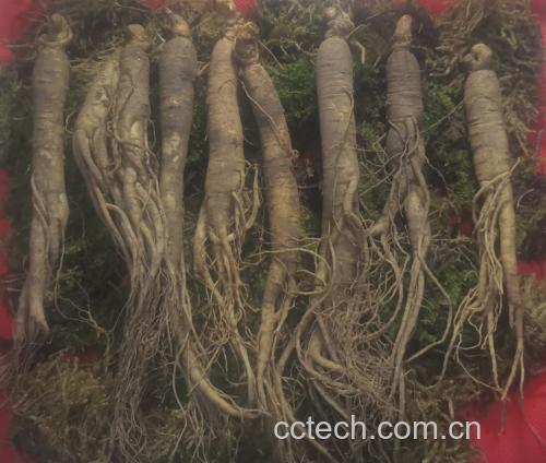 展示新鲜人参根茎特写,背景为自然土壤环境 人参实物图