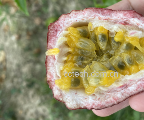 百香果切开露出果肉 百香果切开露出果肉