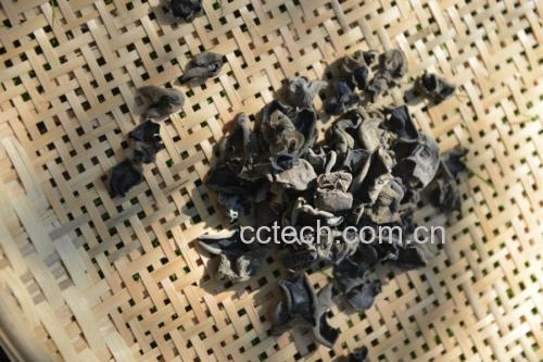 新鲜黑木耳摆放在竹篮中,表面光滑,颜色深黑,呈现出自然的褶皱纹理 黑木耳实物图