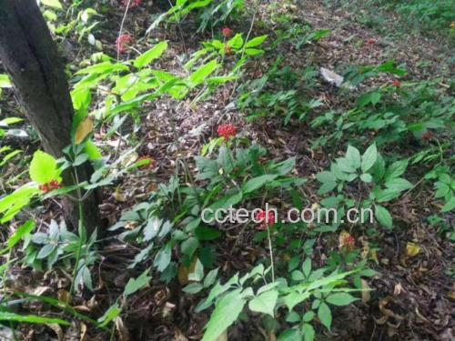 无人机拍摄的长白山区一片林下参种植基地,参棚错落分布于针阔混交林间,远处可见山脉轮廓,近处工人正在进行采挖作业,体现生态化、规范化种植管理 长白山人参种植基地航拍图