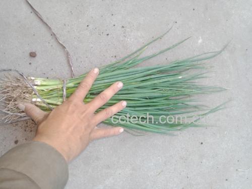 小葱在厨房中被切碎用于调味 小葱在厨房中的使用场景