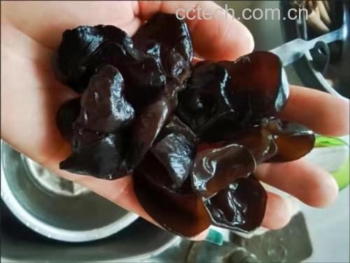 图片说明:新鲜黑木耳与红山楂搭配在一起,展现出自然健康的食材组合 黑木耳与山楂的搭配图