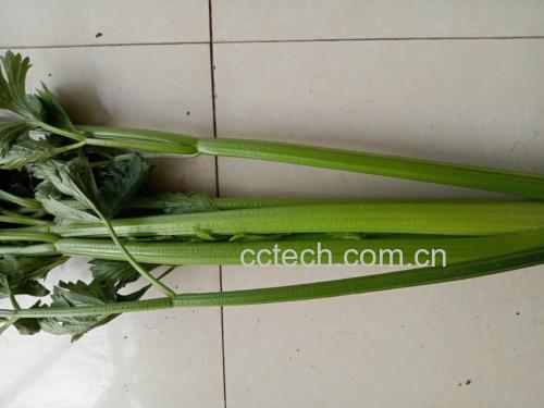 蒜苔与芹菜的合理搭配示意图 蒜苔与芹菜的健康搭配示意图
