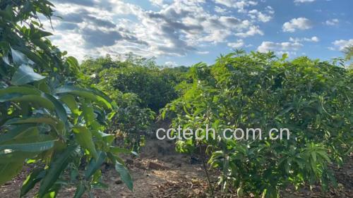 阳光下的芒果种植园,绿叶丛中挂满成熟的金黄色芒果,展示自然生长环境 芒果种植园实景图