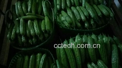 展示苦瓜、芹菜和洋葱三种食材并列摆放的图片 苦瓜芹菜洋葱搭配图