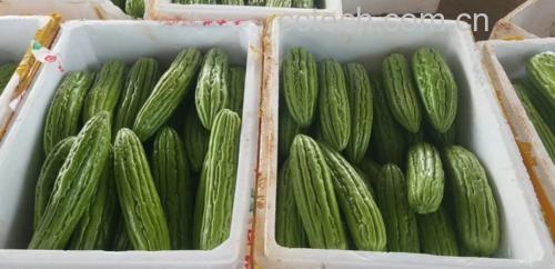展示凉拌完成后的苦瓜、芹菜和洋葱混合菜品图片 凉拌苦瓜芹菜洋葱成品图