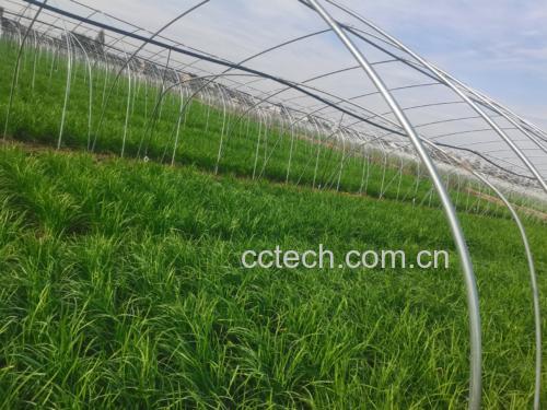 一片绿油油的韭菜田,阳光下叶片泛着光泽,背景为农田环境 韭菜地实景图