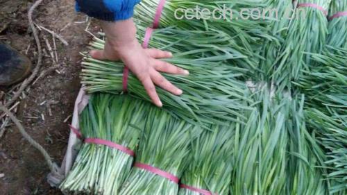 展示一束新鲜的绿色有机韭菜,叶子翠绿,根部洁白,背景为田园风格 新鲜绿色有机韭菜特写