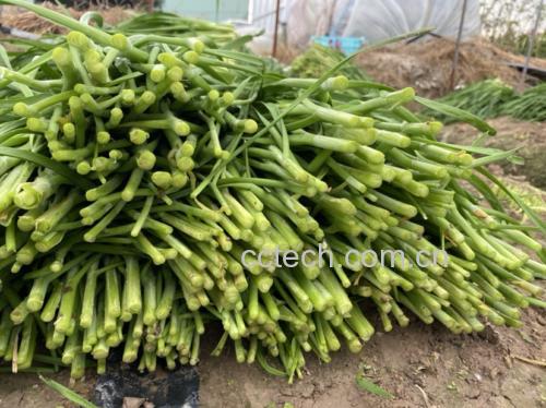 韭菜与常见蔬菜的营养成分对比图表 韭菜与其他食材对比图