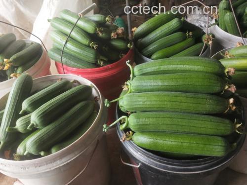 正在翻炒中的丝瓜与洋葱混合食材 丝瓜与洋葱在锅中翻炒的画面