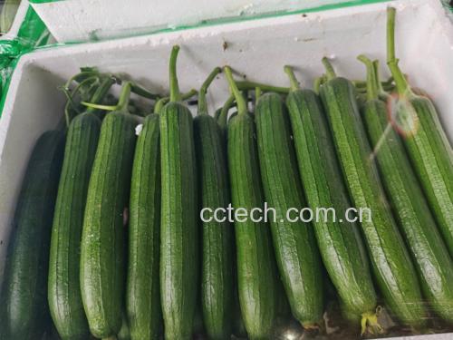 成品菜肴展示,丝瓜与洋葱颜色分明,色泽诱人 成品图:装盘后的丝瓜炒洋葱菜肴
