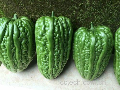 新鲜苦瓜与绿芹菜并列摆放,背景为厨房操作台 苦瓜与芹菜的食材图