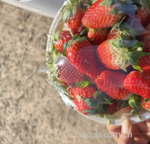 一张高清草莓实物图,旁边附带营养成分表,展示其维生素C、膳食纤维等含量 草莓的营养成分展示图
