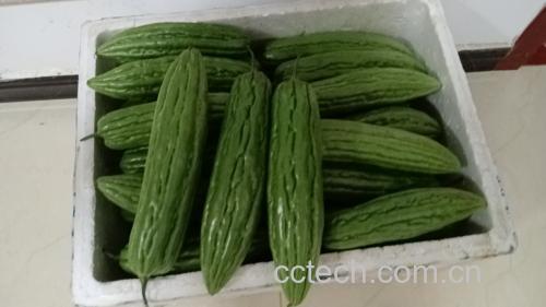 新鲜切片苦瓜放入密封保鲜盒准备冷藏 苦瓜放置在冰箱保鲜盒中
