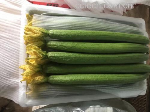 展示新鲜丝瓜去皮切块与处理好的虾仁摆放在盘中 丝瓜与虾仁的初步处理