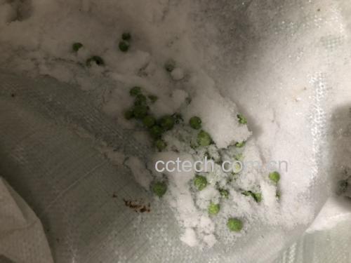 新鲜豌豆清洗后准备冷冻 新鲜豌豆清洗后准备冷冻