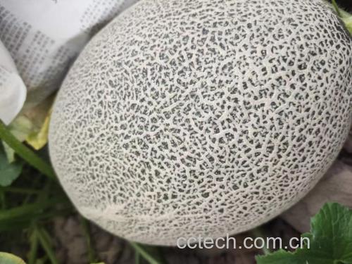 柱状图对比哈密瓜、西瓜、苹果、香蕉的嘌呤含量、果糖含量及钾含量,突出哈密瓜的低嘌呤优势 哈密瓜与其他水果对比图表