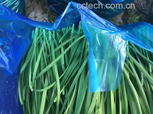 大叶韭菜与细叶韭菜营养成分对比图表,展示维生素、膳食纤维、矿物质含量差异 韭菜营养成分对比图表