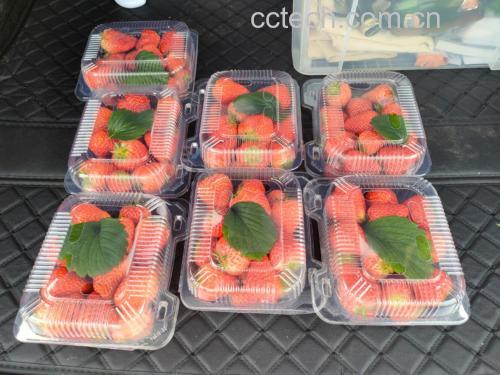 展示草莓与吸水纸一同存放在透明塑料盒中的效果 草莓与吸水纸一同存放在透明塑料盒中