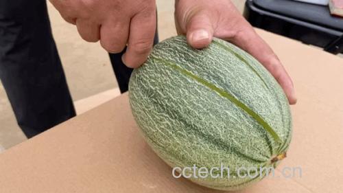 哈密瓜果肉颜色展示
