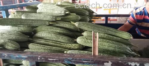 新鲜采摘的绿色丝瓜整齐摆放在菜市场摊位上 丝瓜在菜市场摊位上的新鲜陈列