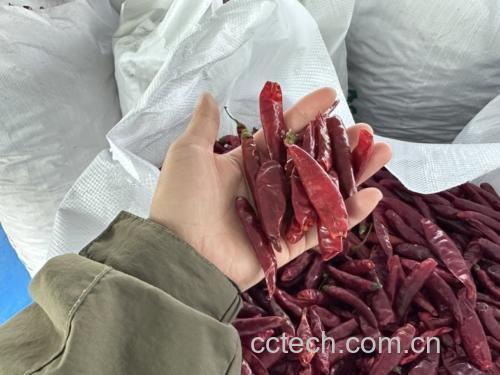一位消费者正在用手拿起干辣椒并靠近鼻子进行气味辨别 干辣椒气味辨别示意图