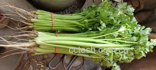 芹菜在沸水中焯烫 芹菜焯水