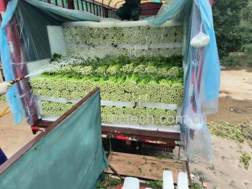 新鲜芹菜正在清水下冲洗 芹菜清洗