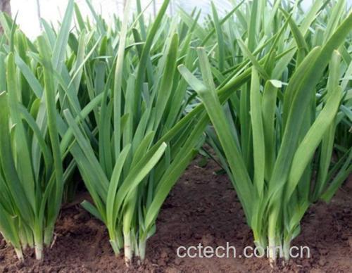 高清微距摄影:新鲜韭菜植株局部特写,突出叶片表皮蜡质层与鳞茎过渡区;右侧叠加荧光显微图显示SAC处理后肝细胞核内Nrf2蛋白(绿色荧光)显著富集,线粒体(红色荧光)结构完整,直观印证其靶向肝细胞核与线粒体的双重保护机制 韭菜特写:翠绿饱满的韭菜叶片与浅紫色鳞茎,表面附着细微蜡质层,背景为实验室培养皿中分离出的肝细胞荧光显微图像(绿色为Nrf2核定位,红色为线粒体)