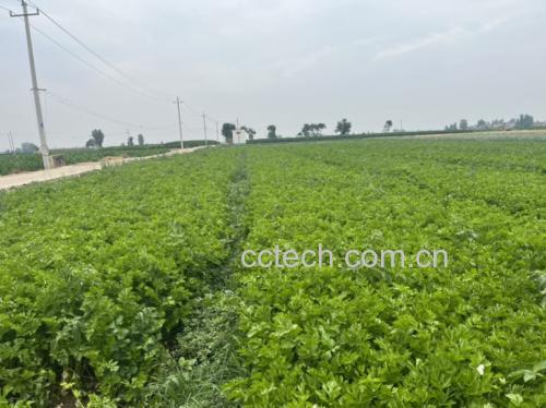 图片说明:绿色有机芹菜种植基地,展示芹菜自然生长环境,强调农产品安全性与营养价值 芹菜种植田间图