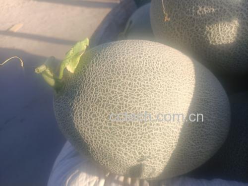 绿色与黄色哈密瓜对比图
