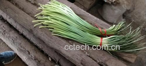 展示新鲜蒜薹清洗、切段的过程 蒜薹清洗处理过程