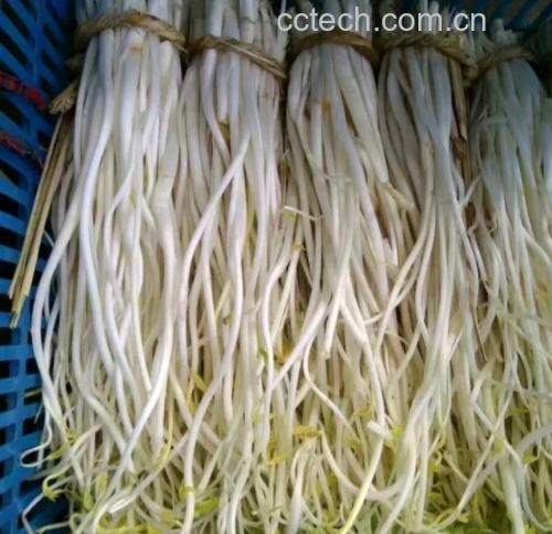 展示黄瓜与芹菜的主要营养成分对比图表 黄瓜与芹菜营养成分对比图