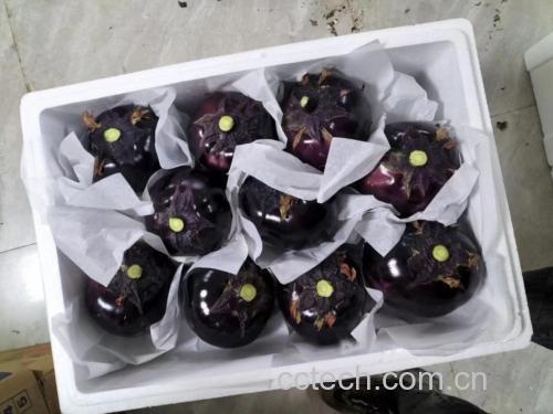 展示用于凉拌的几种常见茄子品种,包括紫茄、长茄、圆茄等 凉拌茄子食材展示