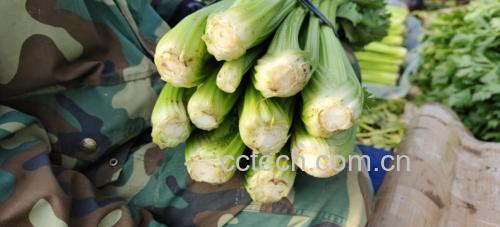 一碗清新的芹菜沙拉,搭配黄瓜和胡萝卜丝,展现其作为健康食材的多样食用方式 芹菜沙拉