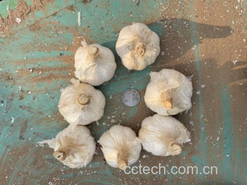 清洗干净的青蒜苗整齐摆放在案板上 清洗干净的青蒜苗整齐摆放在案板上