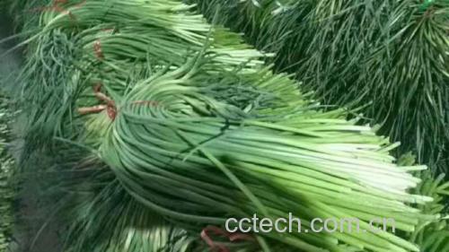 金黄鸡蛋与翠绿蒜薹混合的炒菜,色泽诱人 蒜薹炒鸡蛋成品图