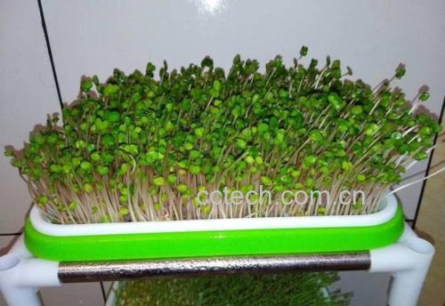一个白色塑料托盘中整齐生长着密集的西兰花芽苗,高度约2-3厘米,翠绿色子叶展开,根部呈淡白色,托盘置于厨房窗台边,背景有自然光线照射,体现家庭可食芽苗菜的健康生活方式场景 家庭种植的西兰花芽苗盘