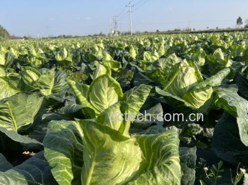 阳光下的羽衣甘蓝种植园,绿意盎然,展现自然农业之美 羽衣甘蓝种植园实景图
