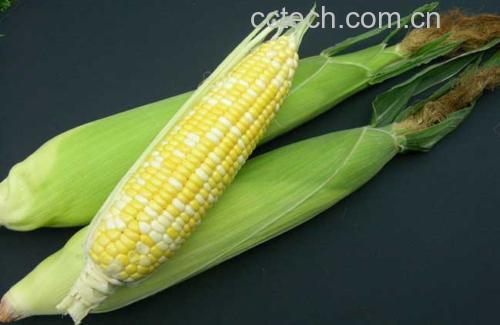 挑选新鲜白萝卜,表皮光滑、无裂痕 挑选新鲜白萝卜