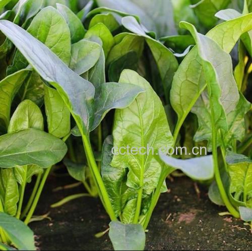 菠菜与黄花菜凉拌成品图