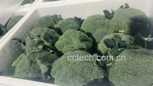 展示焯水后立即冷却的西兰花,颜色鲜艳,质地紧实 焯水后的西兰花保持翠绿