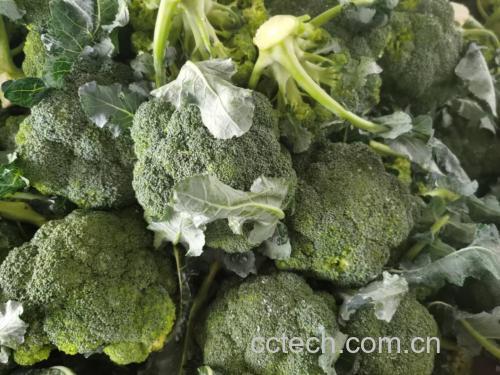 展示新鲜西兰花被清洗、切分后的状态,花球完整、茎部已削皮并切段 西兰花清洗与切分过程
