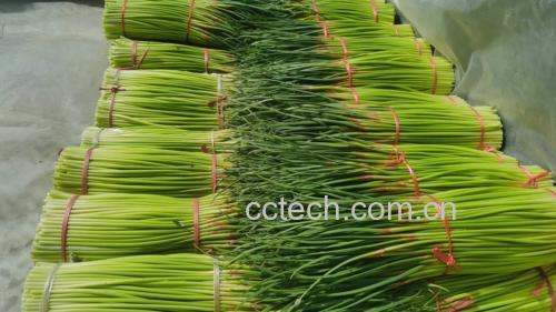 蒜苔与芹菜的主要营养成分对比图表 蒜苔与芹菜的营养对比图
