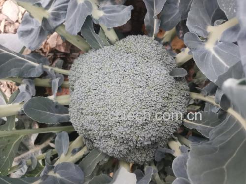 热锅翻炒西兰花的画面,蒜片与绿色花球交织,色泽明亮 西兰花翻炒过程展示